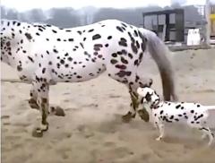 Evidence mounts that Dalmatians are being given steroids. 