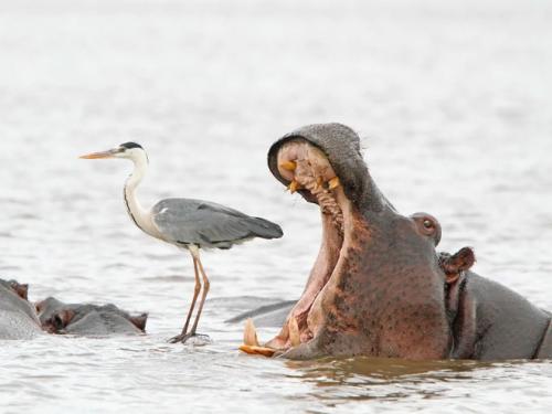 .                "Oi! That bird is MINE!"  "Alright, alright.                                                           . Keep your heron."                                                       .