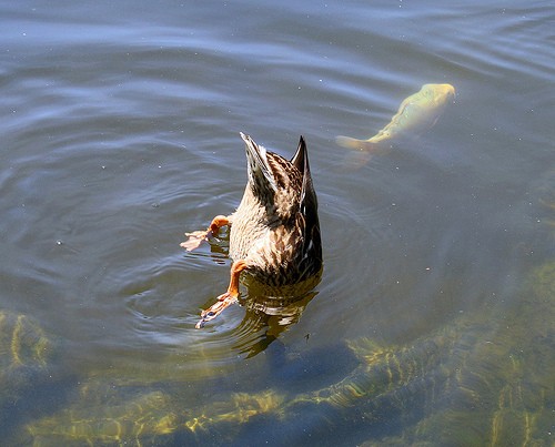 Shy duck seeks coy carp