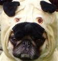 ~A Pug is living proof that God has a sense of humor~ [<em>DaPuglet</em>]