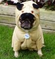 Find Your Inner Pug! [<em>DaPuglet</em>]