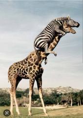 Choking giraffe saved by Heimlich maneuver