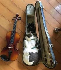 I won’t string up those who come up with “Cat and the Fiddle” or “Schrödinger” puns because I don’t agree with acts of violins