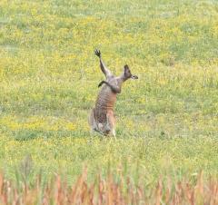"...and after spraying scent, beating their chests and howling loudly the Kangaroo mating ritual finally ends with a bout of air guitar.."