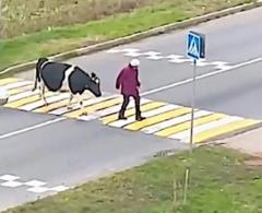 Watch out for that cow, Pat.