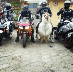 The Four Riders of the Alpacalypse