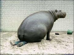 There were many things Dave liked about being a vet, but treating a Hippo with haemorrhoids was not one of them.