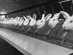 Battery Rabbit Rabid