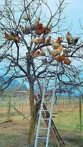   "It was easier than building a coop," said Dave. "But catching the eggs is a bugger."