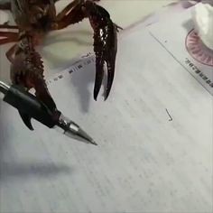 "Damn, the pens run out of ink, fetch me the squid!"
