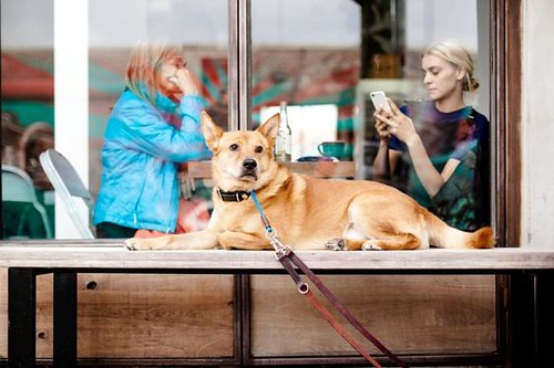 Up next on Irresponsible Pet Owners, Sue enjoys a coffee in the Shard and gets her camera ready in preparation for Rexs first bungee jump...