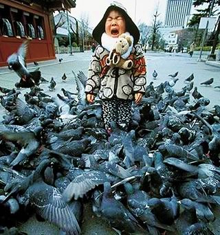 Ho Ming pigeons