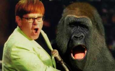 Elton John duets with a gorilla on his new single "It was hard, he kept having hissy fits and grunted out of tune most of the day, but we got there in the end." Said the gorilla.