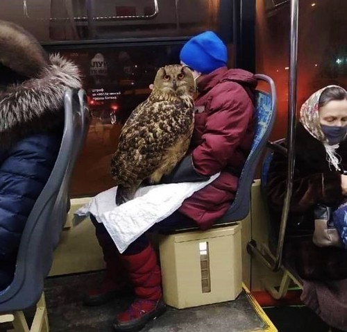 In vain, I tried to chat up the Owl Woman on the bus. Thinking about it, I was a twit to woo her.