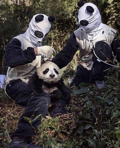 Chinese wrestlers blamed for extinction in WWF mixup. 