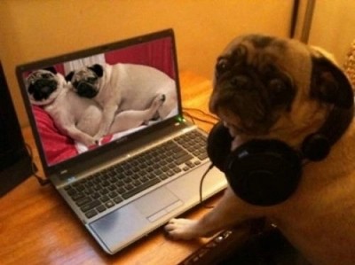 Pugsly immediately regretted starting the Zoom chat with his parents 10 minutes early.