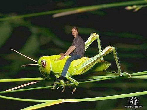 🎵 Hes got a cricket to ride