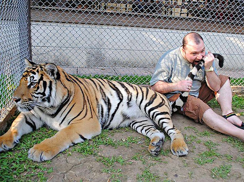 Man eating tiger
