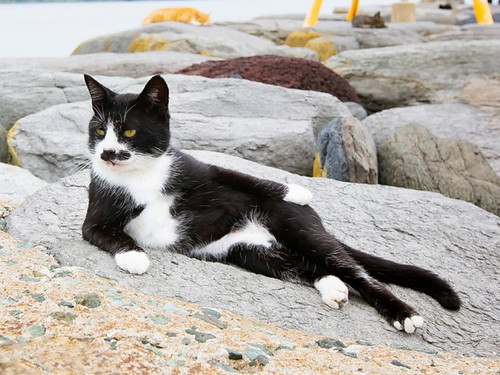 Dear Mittens,  Having a lovely time. Weathers nice, rocks are warm. Locals are hot. Fishermen are generous. Sorry you got caught and put in the cattery.   Wish you were here,  Tom