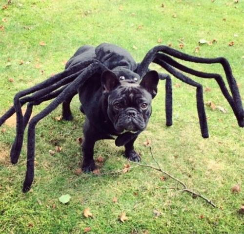 "How did you manage to get such a realistic dog costume for your tarantula?"