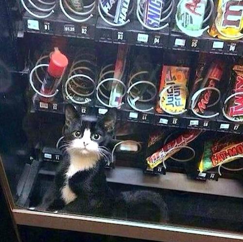 If you prefer dogs, theres a Yorkie in the other vending machine. 