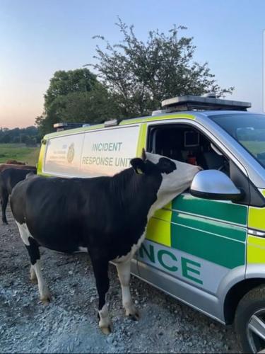 -"Could I please have a large cone with sprinkles?" -"Ah, no, sorry, were an ambulance, not an ice-cream van." -"Oh, my apologies, Im a cow, I cant read."