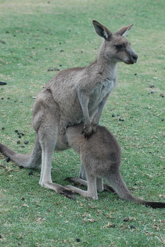 BREAKING NEWS: Kangaroo leap frog champion suffers setback in first round.