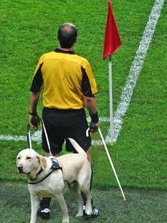 "It was going so well until someone threw a toilet roll on the pitch and Buddy felt like a puppy again..."