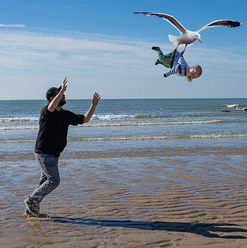 "Janet! That seagulls taking the baby!!"  "Yeah. I had to swap him to get my iPhone back."