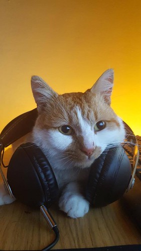 Puss in Beats