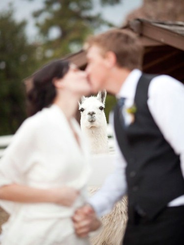 Pros and cons of having a Llama officiate at your wedding.   Pros. Doesnt go on about religion. Doesnt dress in silly outfit. You can start snogging straight away instead of waiting for instructions.   Cons. The marriage is...