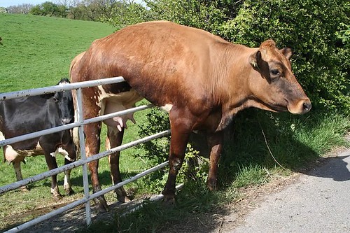 "Oh f@ck ,could my day get any worse?" "Brace yourself Barry the bull is taking a run up."