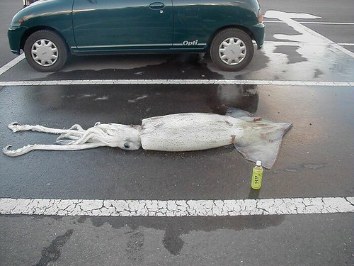 Theres something you dont see very often - all day parking for sick squid.