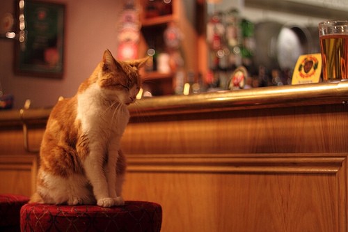 8 out of 10 cats prefer Whiskies.